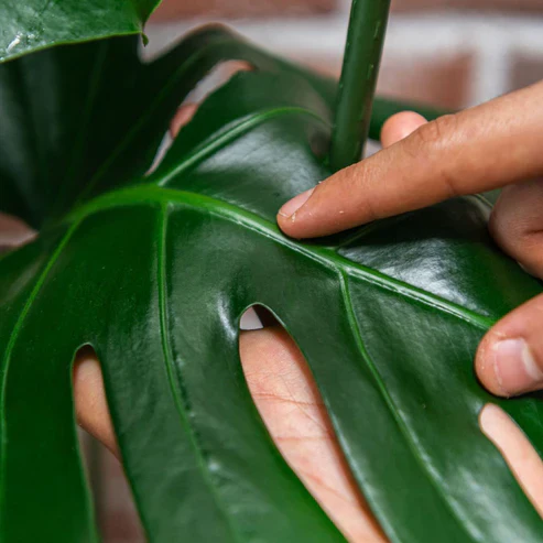 WE THE WILD - PROTECT SPRAY WITH NEEM - Image 3